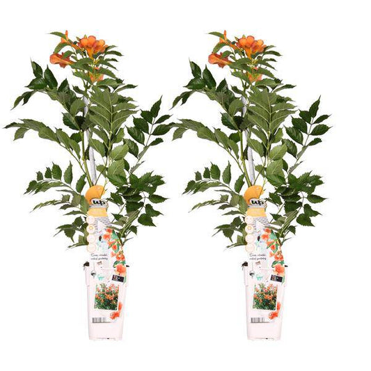 Klettertrompete - Campsis 'Indian Summer' - ↨65cm - Ø15cm - 2 Stück 