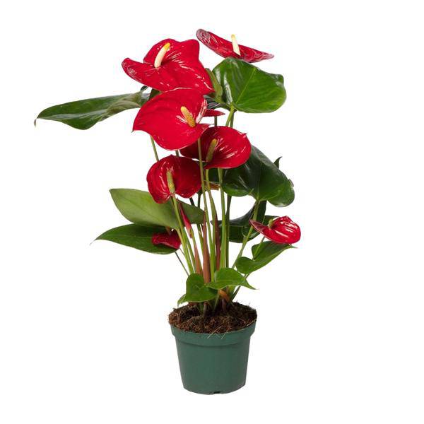 Flamingoblume (Anthurium Andreanum Grp Nevada) – Zimmerpflanze – Ø12cm – ↕40cm – Leuchtend rote Blüten – Halbschatten – Tropische Eleganz für Innenräume 