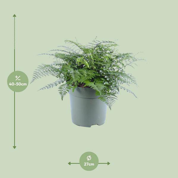 Nestfarn - Asplenium Parvati - Zimmerpflanze - Ø27cm - ↕50cm 