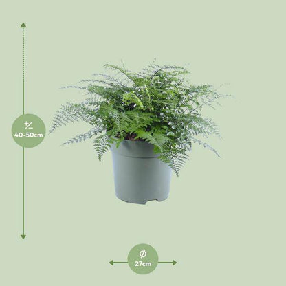 Nestfarn - Asplenium Parvati - Zimmerpflanze - Ø27cm - ↕50cm 