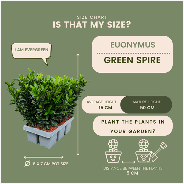 Euonymus Green Spire – Japanischer Spindelstrauch – 12 Pflanzen Ø7cm – ↕15cm – Immergrün & Winterhart – Buchsbaum Ersatz für Hecke und Garten 
