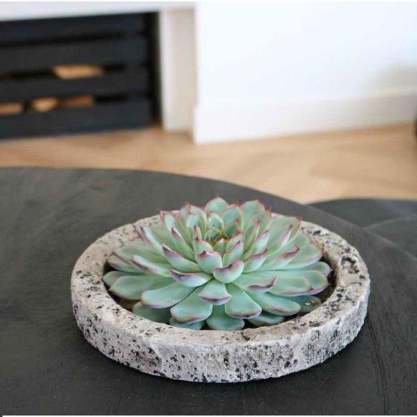 Sukkulente - Echeveria Pulidonis in Schale 'Concrete' - Zimmerpflanze - Ø20 cm - ↕5 cm 