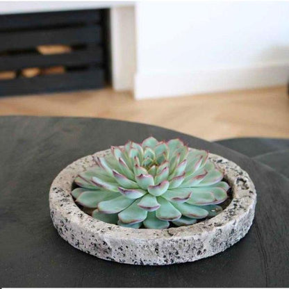Sukkulente - Echeveria Pulidonis in Schale 'Concrete' - Zimmerpflanze - Ø20 cm - ↕5 cm 