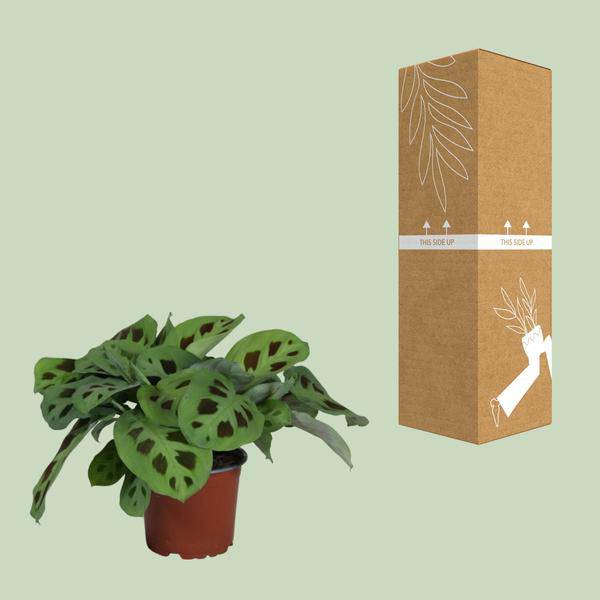 Pfeilurz - Maranta Leuconeura Kerchoveana Zimmerpflanze - Ø12cm - ↕30cm 