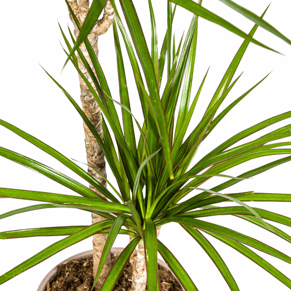 Dracaena Marginata Green – Drachenbaum – Ø19cm – ↕70-90cm – Schlanke Zimmerpflanze mit dunkelgrünen Blättern – Pflegeleicht & luftreinigend 