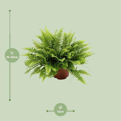 Nephrolepis Boston Green – Bostonfarn – Zimmerpflanze – Ø12cm – ↕20cm – Luftreinigende Hängepflanze für Innenräume – Pflegeleichter Farn für Wohnzimmer, Schlafzimmer & Büro 