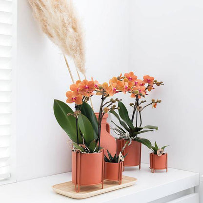 Phalaenopsis Orchidee „Mineral Bolzano“ – Orange – Ø9cm – Blühende Zimmerpflanze mit 2–3 Zweigen – Leuchtender Farbakzent 