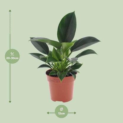 Baumfreund - Philodendron Green Princess - Zimmerpflanze - Ø12cm - ↕25cm 
