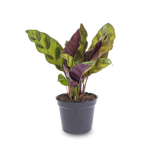 Pfauenpflanze Calathea Lancifolia – Terrarienpflanze Ø6cm – Exotische Zimmerpflanze mit langgezogenen, gemusterten Blättern 