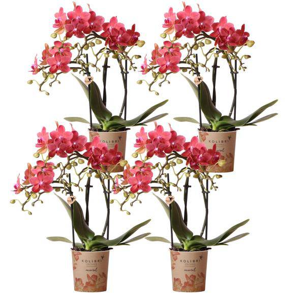 Phalaenopsis Orchideen „Kongo Rot“ – 4 Orchideen – ca. 30–35 cm hoch – Ø9 cm – rote Mini-Orchideen – Zimmerpflanze für Tisch & Fensterbank 