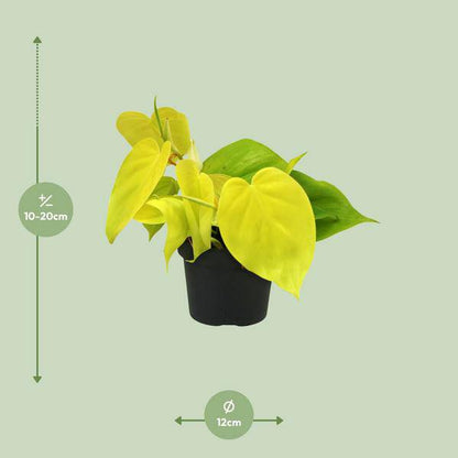 Baumfreund - Philodendron Lime - Zimmerpflanze - Ø12cm - ↕20cm 