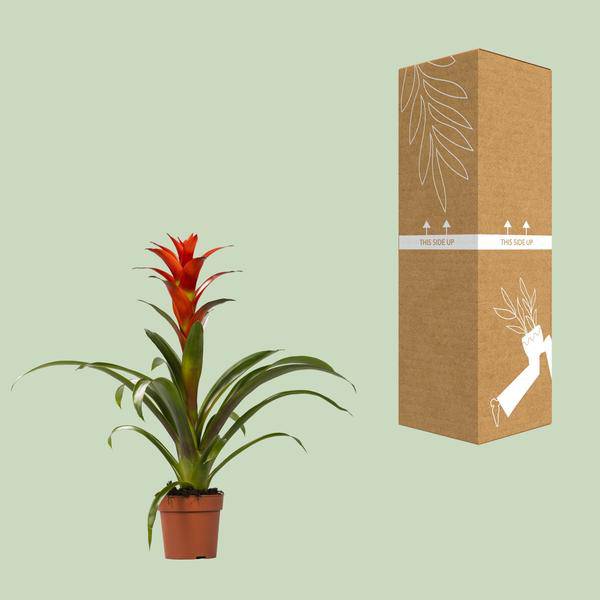 Bromelie - Guzmania Ostara - Zimmerpflanze - Ø12cm - ↕45cm 