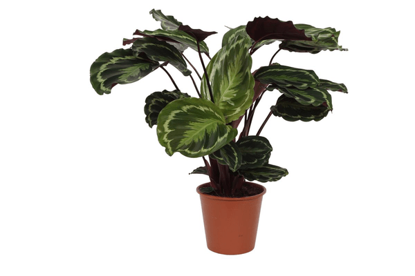 Calathea Medaillon – Korbmarante – Zimmerpflanze mit dekorativen Blättern – Ø19cm – Höhe ca. 80cm – Luftreinigende tropische Pflanze 