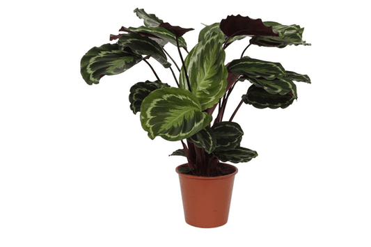 Calathea Medaillon – Korbmarante – Zimmerpflanze mit dekorativen Blättern – Ø19cm – Höhe ca. 80cm – Luftreinigende tropische Pflanze 