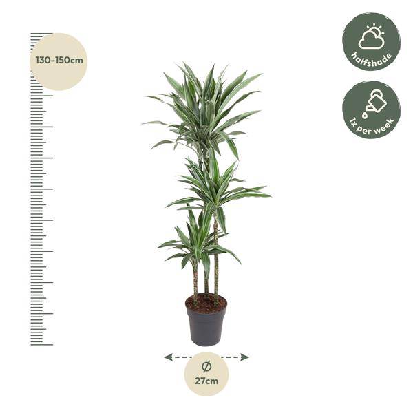 Drachenbaum - Dracaena Warneckei - Zimmerpflanze - 140cm - ø27cm 