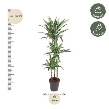 Drachenbaum - Dracaena Warneckei - Zimmerpflanze - 140cm - ø27cm 