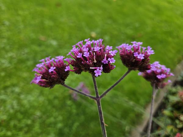Verbena bonariensis – 6 Pflanzen – Patagonisches Eisenkraut – Lila Blüten – Schmetterlings- & Bienenfreundlich – Pflegeleicht & Winterhart 