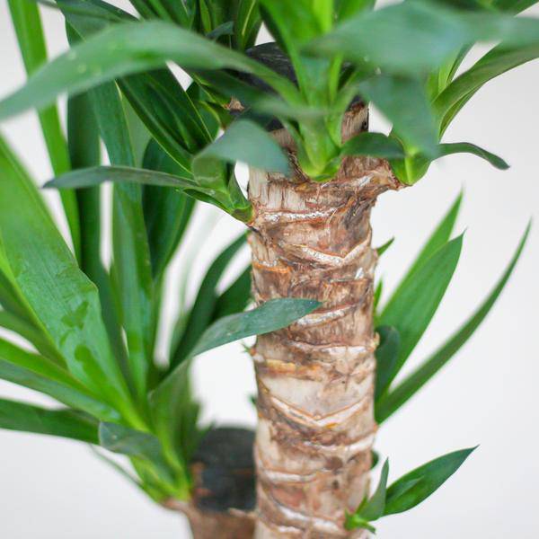 Yucca Elephantipes – Riesen-Palmlilie – Zimmerpflanze – 90 cm hoch – Ø21 cm – inkl. Korb Sofia Natur – pflegeleicht, robust, dekorativ 