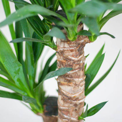 Yucca Elephantipes – Riesen-Palmlilie – Zimmerpflanze – 90 cm hoch – Ø21 cm – inkl. Korb Sofia Natur – pflegeleicht, robust, dekorativ 