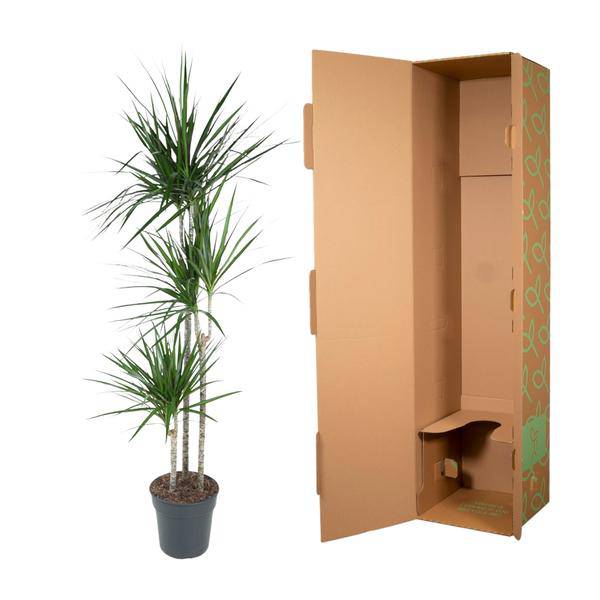 Drachenbaum – Dracaena Marginata 160cm – Ø24cm – Zimmerpflanze mit roten Blatträndern – Elegante pflegeleichte Grünpflanze im elho Greenville Round Topf Braun für Wohnzimmer, Büro & Wintergarten 