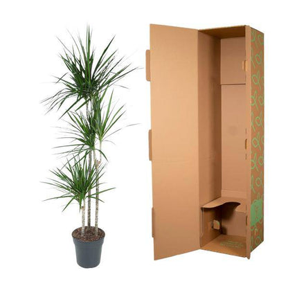 Drachenbaum – Dracaena Marginata 160cm – Ø24cm – Zimmerpflanze mit roten Blatträndern – Elegante pflegeleichte Grünpflanze im elho Greenville Round Topf Braun für Wohnzimmer, Büro & Wintergarten 