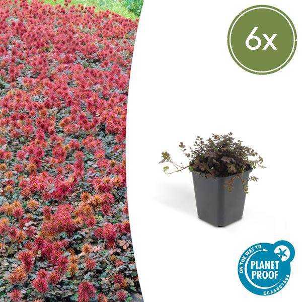 Acaena microphylla 'Kupferteppich' – Braunrotes Stachelnüsschen – Bodendecker Ø9cm ↕10-25cm – Pflegeleicht & winterhart – Für Garten, Wege & Steingärten – 6 Pflanzen 