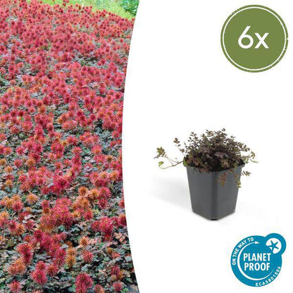 Acaena microphylla 'Kupferteppich' – Braunrotes Stachelnüsschen – Bodendecker Ø9cm ↕10-25cm – Pflegeleicht & winterhart – Für Garten, Wege & Steingärten – 6 Pflanzen 