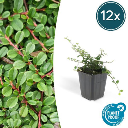 Cotoneaster prostratus 'Streibs Findling' – Zwergmispel – Ø9cm – ↕10-25cm – 12 Pflanzen – Robuster Bodendecker 