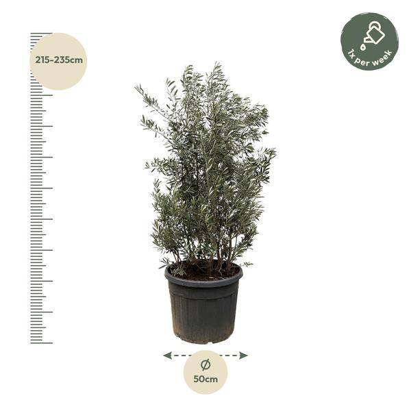 Olivenbaum - Olea Europaea Strauch - 225cm - Ø50cm 