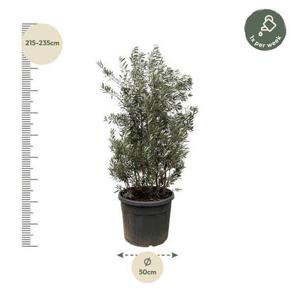 Olivenbaum - Olea Europaea Strauch - 225cm - Ø50cm 