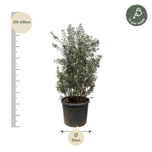 Olivenbaum - Olea Europaea Strauch - 225cm - Ø50cm 