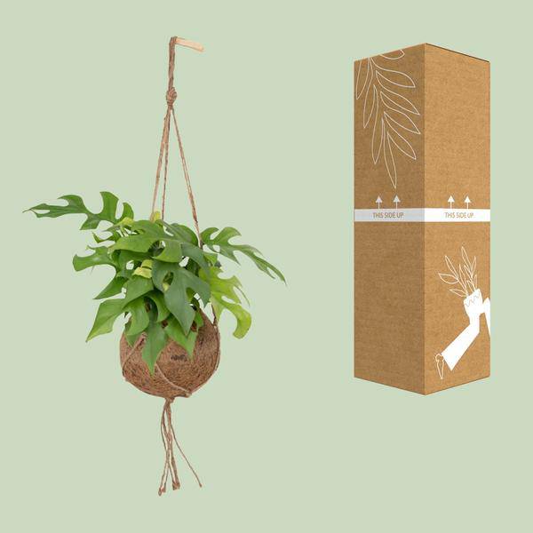 Lochpflanze Monstera Minima – Kokodama Zimmerpflanze – Ø15cm – 25 cm hoch – Halbschatten – Pflegeleicht – Tropisches Grün für Innenräume 