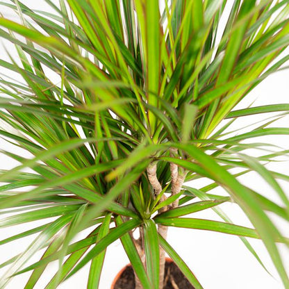 Drachenbaum Dracaena Marginata – Zimmerpflanze – Ø21cm x ↕120cm – Tropische Grünpflanze mit luftreinigender Wirkung – Pflegeleicht – Ideal für Wohnzimmer & Büro 