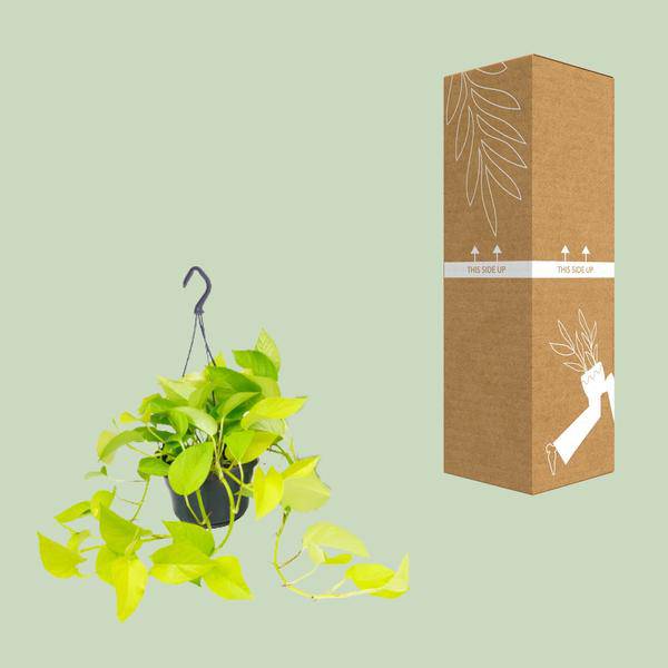 Efeutute Epipremnum Golden Pothos – Ø15cm x H25cm – Zimmerpflanze mit goldgelben Blattakzenten – Hängend & kletternd – Für Innenräume – Pflegeleicht & dekorativ 