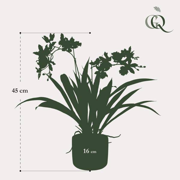 Künstliche Pflanze - Orchidee - Bordeaux - ↨45cm 