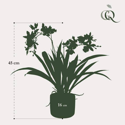 Künstliche Pflanze - Orchidee - Bordeaux - ↨45cm 