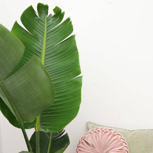Baum-Strelitzie – Strelitzia Augusta – Weißer Paradiesvogel – Zimmerpflanze – 180cm – Ø30cm – Tropische Grünpflanze für Wohnzimmer und Büro 