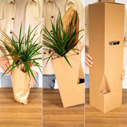 Calathea Triostar – Ø17cm x H60cm – Tropische Zimmerpflanze mit rosa-grün-weißem Blattmuster – Pflegeleicht – Für indirektes Licht – Luftreinigend 