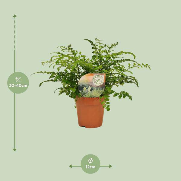 Nestfarn - Asplenium Parvati - Zimmerpflanze - Ø12cm - ↕35cm 