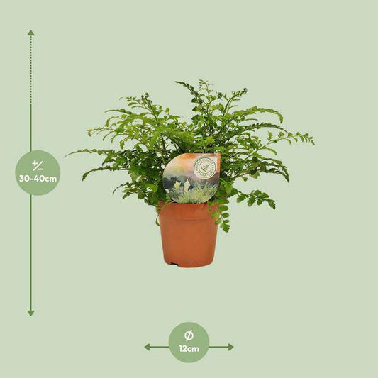 Nestfarn - Asplenium Parvati - Zimmerpflanze - Ø12cm - ↕35cm 