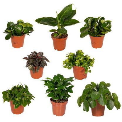 Überraschungsbox mit 8 einzigartigen Zimmerpflanzen – Ø12cm – 25cm Höhe – grüne Blätter & bunte Blüten – vielseitige Indoor- und Outdoor-Pflanzen – Geschenkidee 