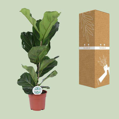 Ficus lyrata – Geigen-Feige – Zimmerpflanze – Luftreinigend – Dekorativ – Topf Ø17 cm – Höhe ca. 60 cm – Pflegeleicht – Wohnzimmerpflanze 