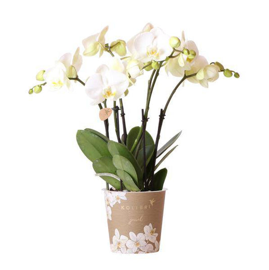 Weiße Phalaenopsis Orchidee Juwel Gent – Blühende Zimmerpflanze – Ø12cm – Elegante weiße Blüten – Perfekt für Zuhause & Büro 
