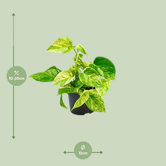 Efeutute Marble Queen – Epipremnum Scindapsus – Ø12cm x H20cm – Pflegeleichte Kletter- & Hängepflanze – Luftreinigend – Für helle bis halbschattige Räume – Im Pflanztopf 