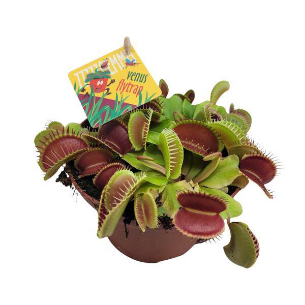 Venusfliegenfalle - Dionaea Muscipula - Zimmerpflanze - Ø12cm - ↕12cm 