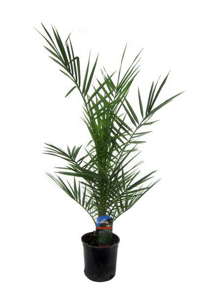 Phoenix Canariensis – Kanarische Dattelpalme – Exotische Zimmer- und Kübelpflanze – Palme für Garten, Terrasse & Wohnung – Ø15cm – ↕80cm 