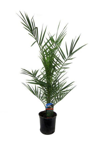 Phoenix Canariensis – Kanarische Dattelpalme – Exotische Zimmer- und Kübelpflanze – Palme für Garten, Terrasse & Wohnung – Ø15cm – ↕80cm 