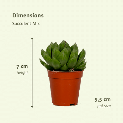 Sukkulenten Mix - 10 Stück - Ø5,5cm - ↕7cm 