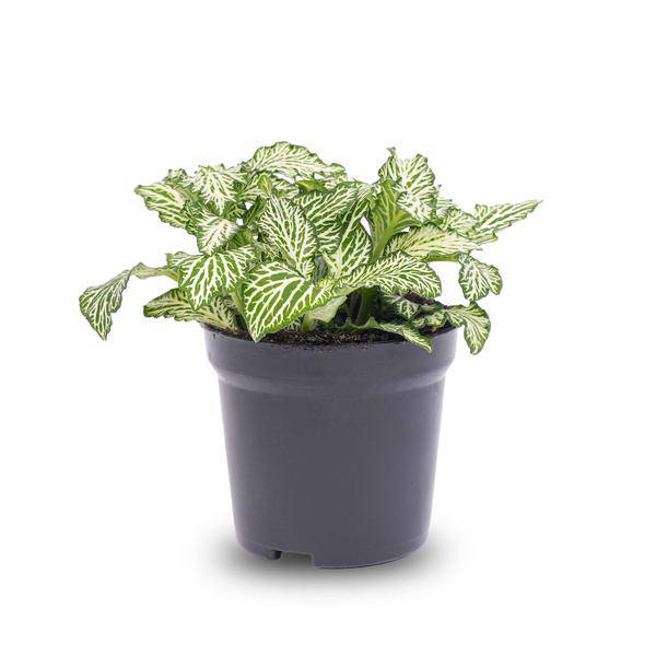 Mosaikpflanze Fittonia White – Weißer Tiger – Terrarienpflanze Ø8cm – Pflegeleichte Zimmerpflanze mit dekorativen weiß-grünen Blättern 