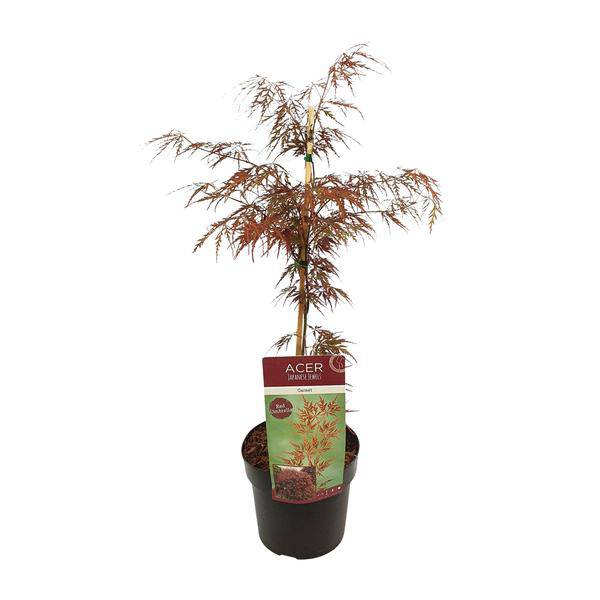 Fächerahorn - Acer palmatum. 'Granat' - Ø19cm - ↕40cm 